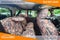 2021 Jeep Wrangler Unlimited Willys 4x4